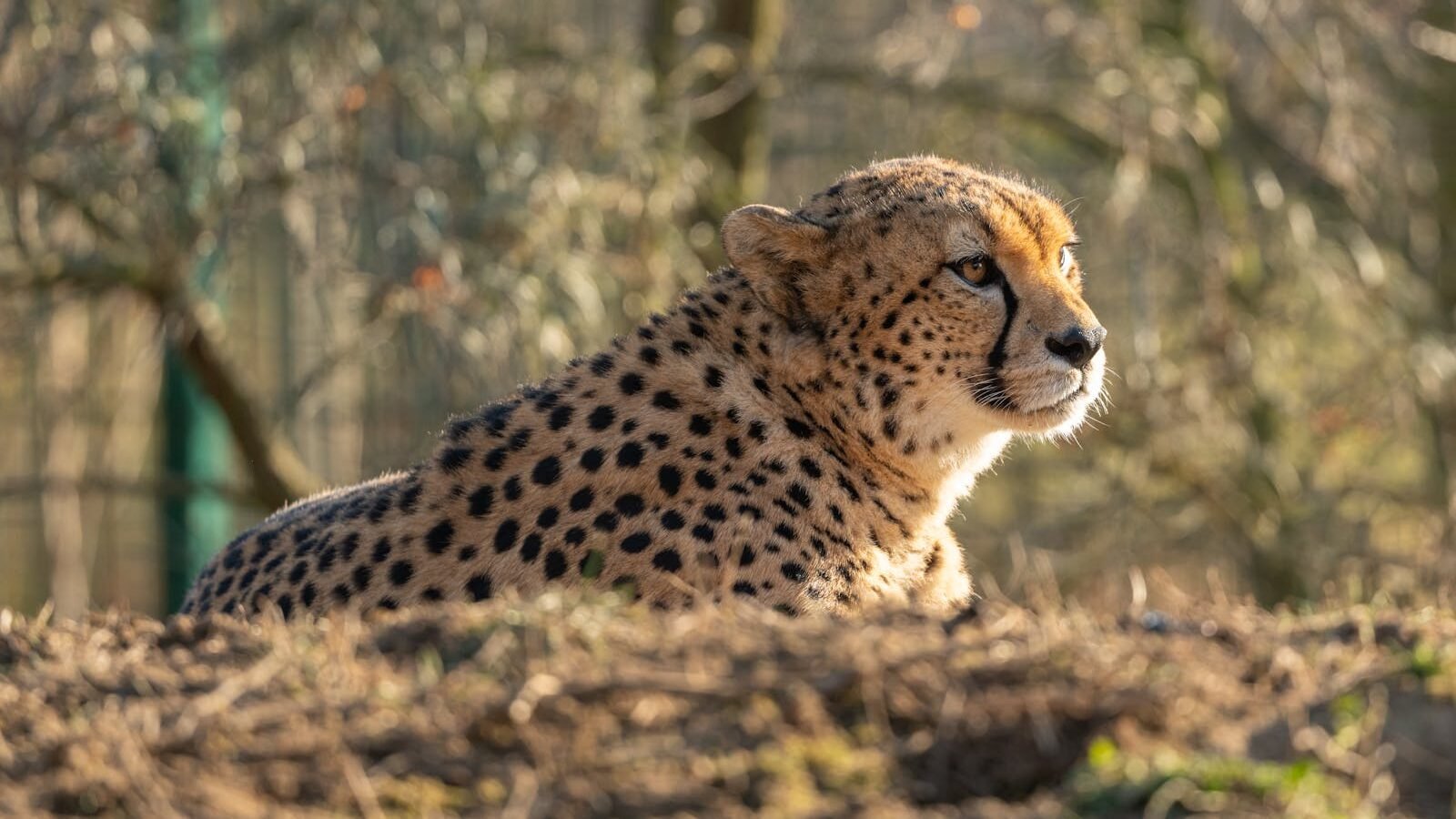 A cheetah lying on a mound in a natural habitat, basking in sunlight with trees and foliage in the blurred background.