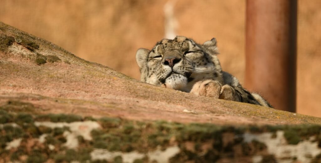Cats dream: From below of panther sleeping on top of slope while resting in solitude on sunny day