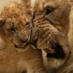 Captivity: Tender moment shared between a lion and its cub, showcasing the familial bond in the wild.