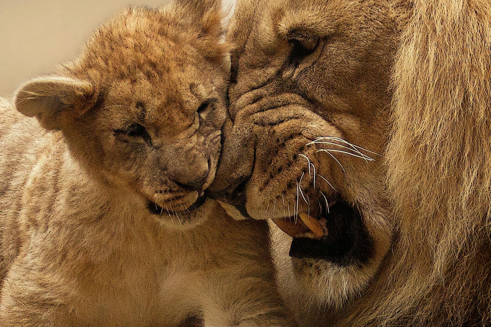 Captivity: Tender moment shared between a lion and its cub, showcasing the familial bond in the wild.