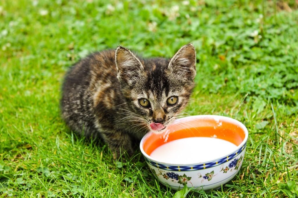 cat drinking milk
