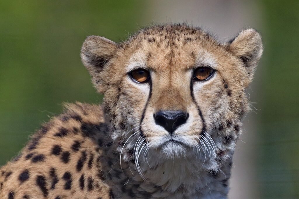cheetah, beast, pet, cat, animal, mammal, portrait, head, speed, cheetah, cheetah, cheetah, cheetah, nature, cheetah