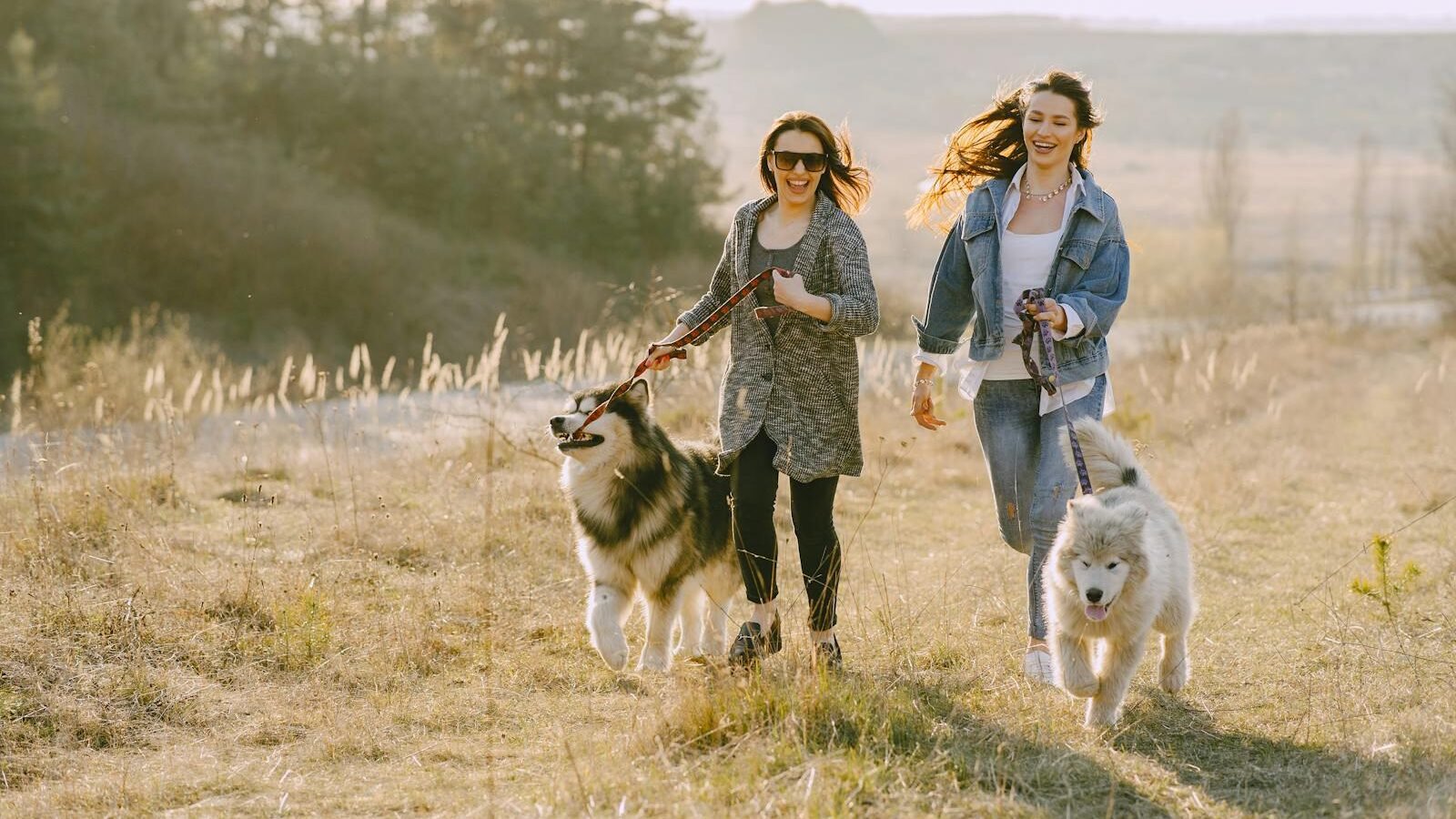 Two women walking with large dogs on leashes through a sunny, grassy field. The dogs, a Husky and a Samoyed, walk calmly alongside, demonstrating training and obedience in an outdoor setting.