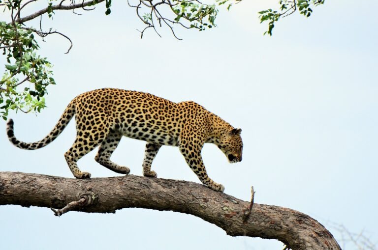 leopard, tree, nature, africa, safari, dangerous, feline, savannah, leopard, leopard, leopard, leopard, leopard