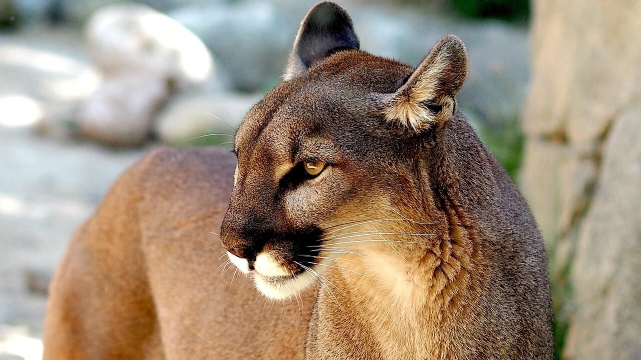 A puma standing in a rocky environment, its sharp gaze focused on something in the distance.