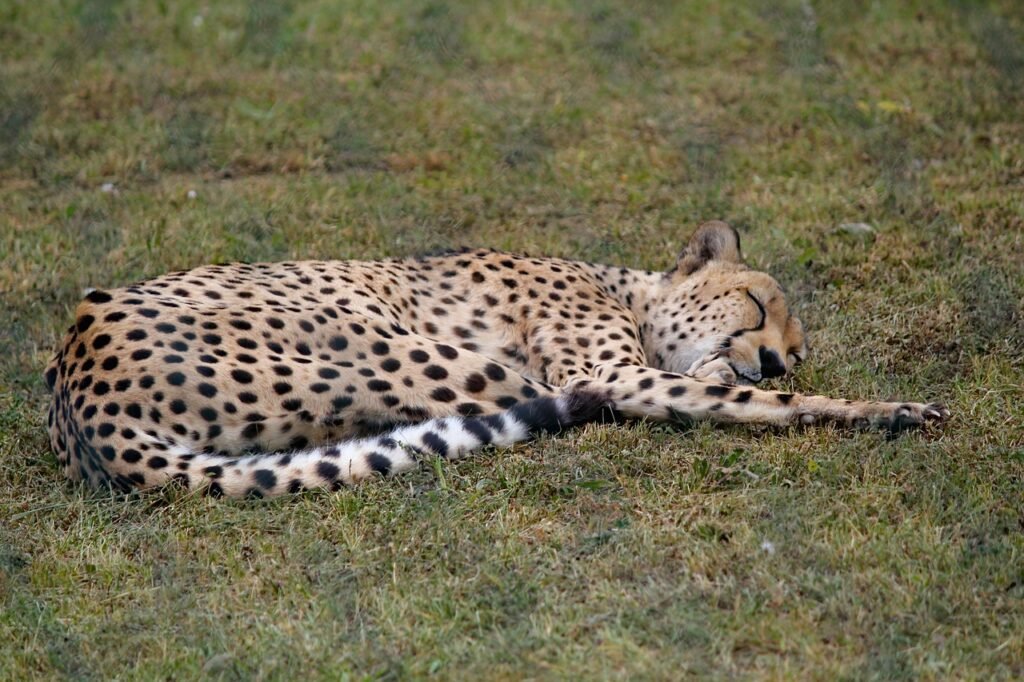 cheetah, beast, lying, pet, sleep, mammal, nature, cat, animal, good, speed, cheetah, cheetah, cheetah, cheetah, cheetah
