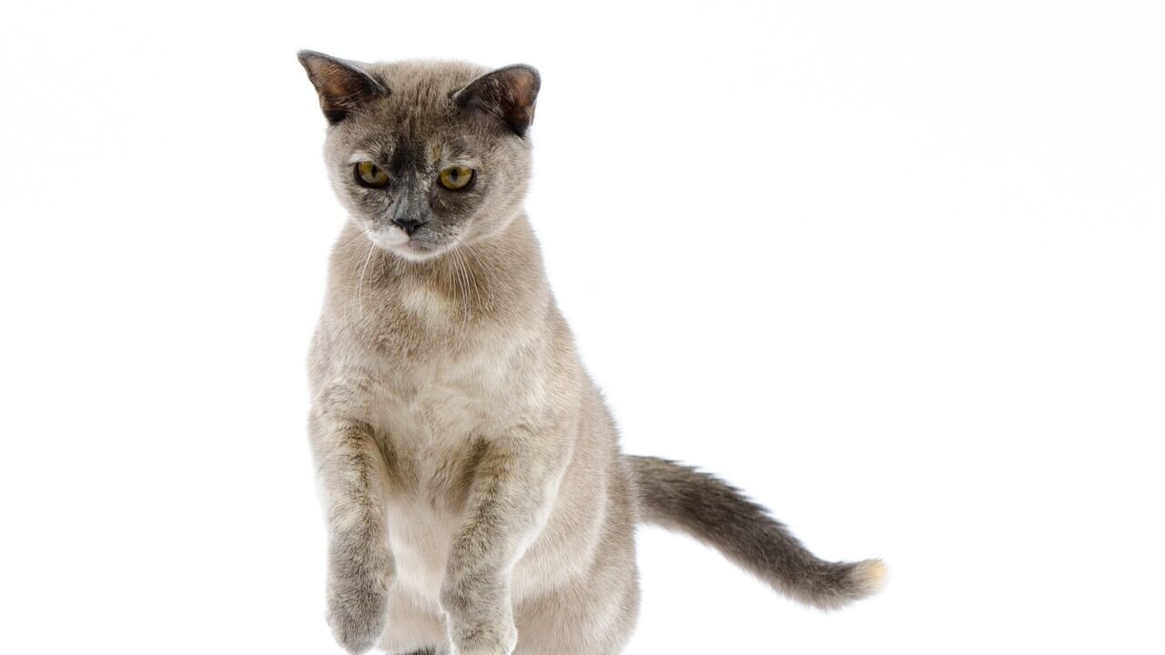 A Burmese cat with a sleek brown coat standing upright on its hind legs, showcasing its playful and curious nature against a white background