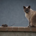 A Siamese cat sitting on a brick ledge, watching a small mouse nearby.