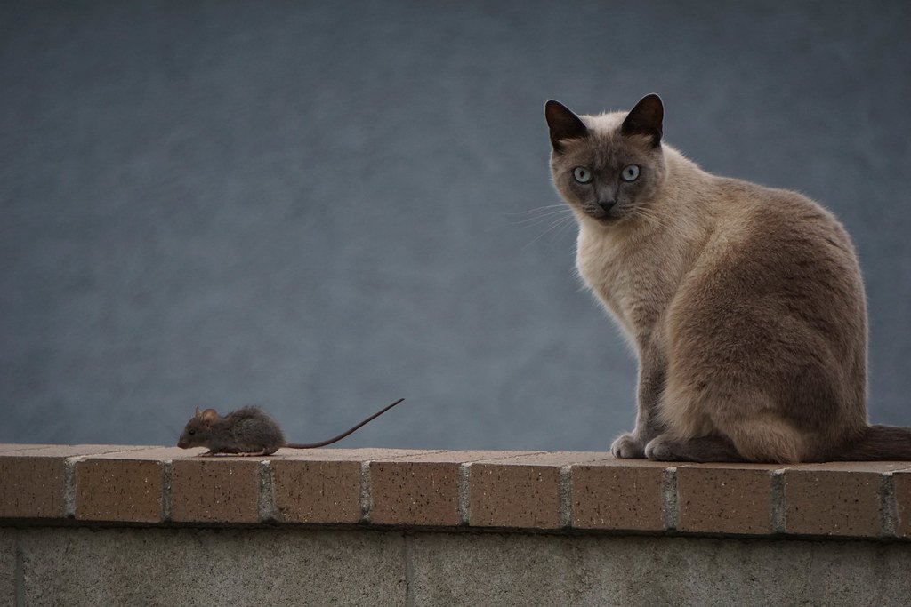 A Siamese cat sitting on a brick ledge, watching a small mouse nearby.
