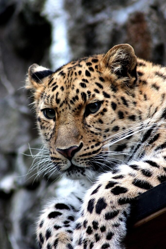 cheetah, cat, feline, pet, wild cat, big cat, wild animal, animal, spotted fur, portrait, zoo, wild, predator, nature, spots, fur, coat, face, head, whiskers, cheetah, cheetah, cheetah, cheetah, cheetah