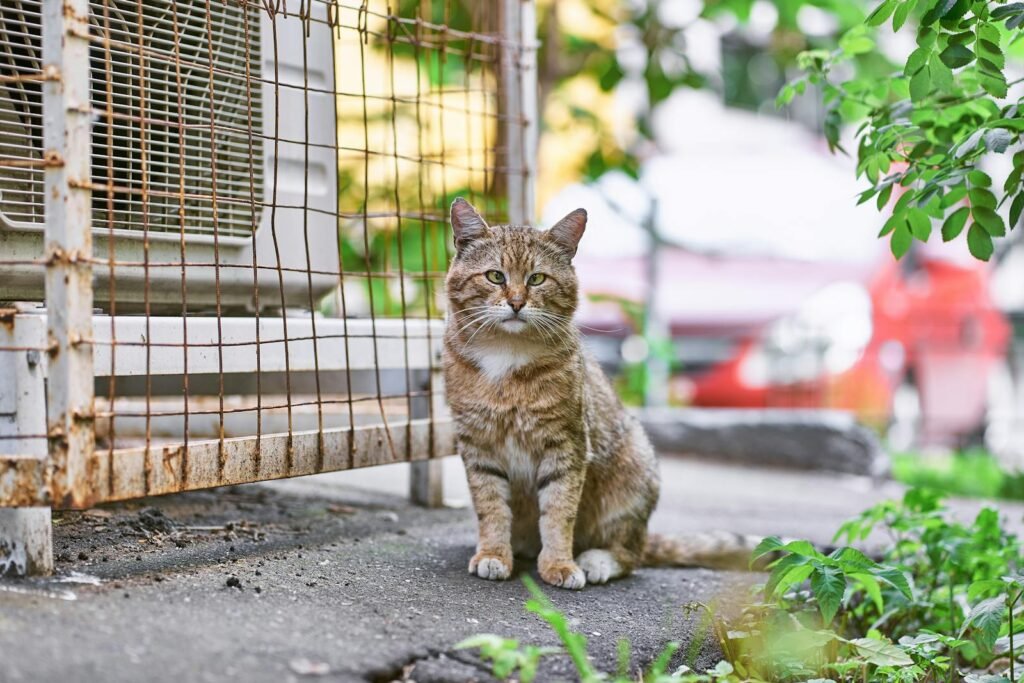 Feral cat: Tabby cat sitting on a concrete floor near a rusty fence outdoors in Moscow, Russia.