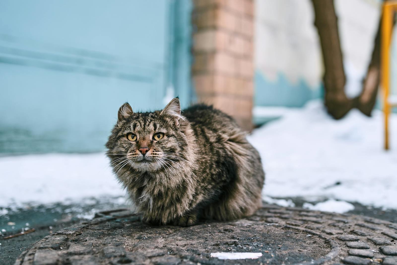 Photo by Aleksandr Nadyojin Feral cat: Close-up of a fluffy tabby cat sitting outdoors in snowy Moscow.