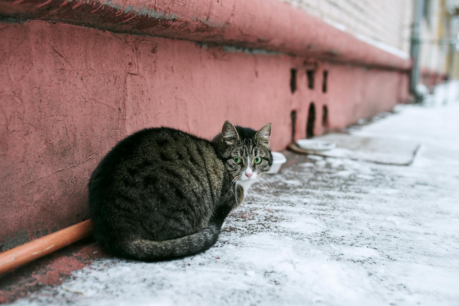 Photo by Aleksandr Nadyojin Feral cat: A stray cat sits on a snowy street in Moscow, Russia, with a watchful gaze.