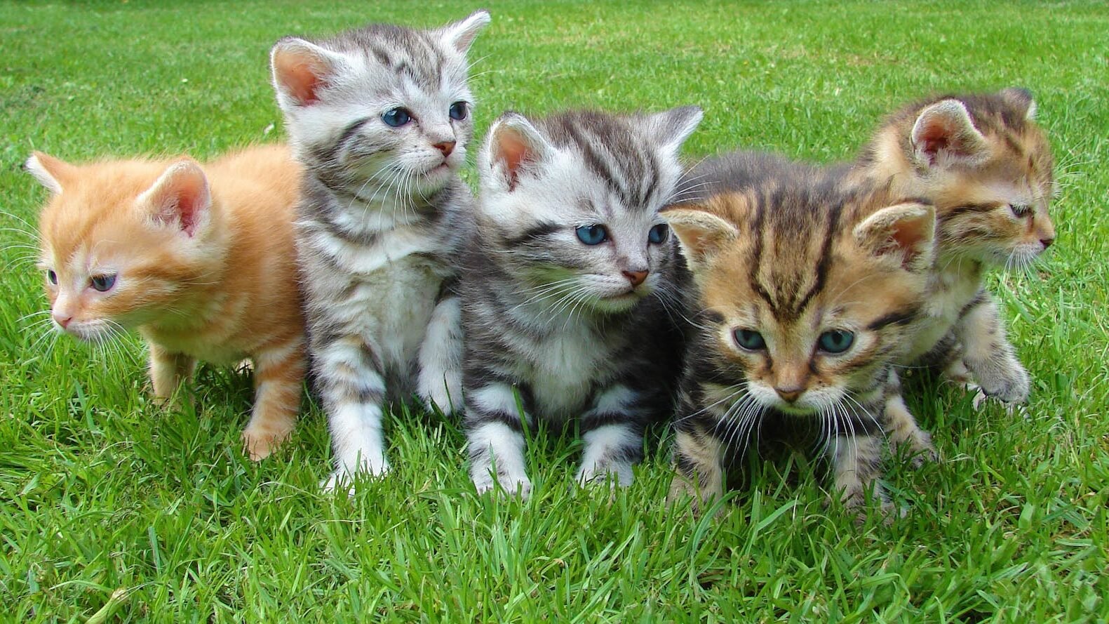 A group of five adorable kittens of different colors sitting together on lush green grass, curiously looking around in various directions.