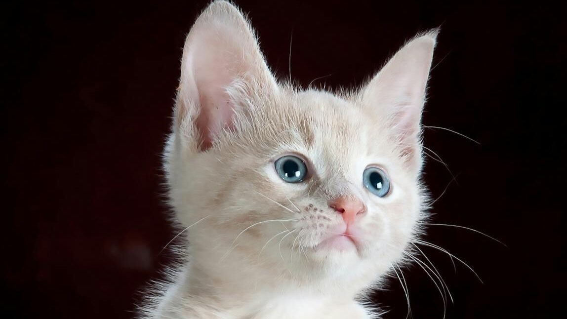 A cream-colored kitten with bright blue eyes, perched on a soft, leopard-print surface, gazing upward with an innocent expression.