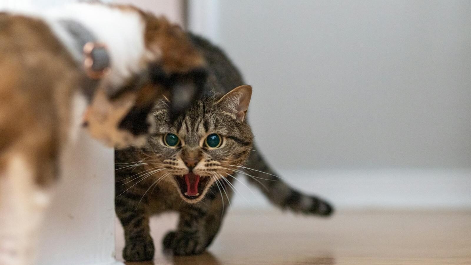 A tabby cat hissing with its mouth open, displaying defensive behavior, as it faces another animal in a home setting with a wooden floor and neutral walls.