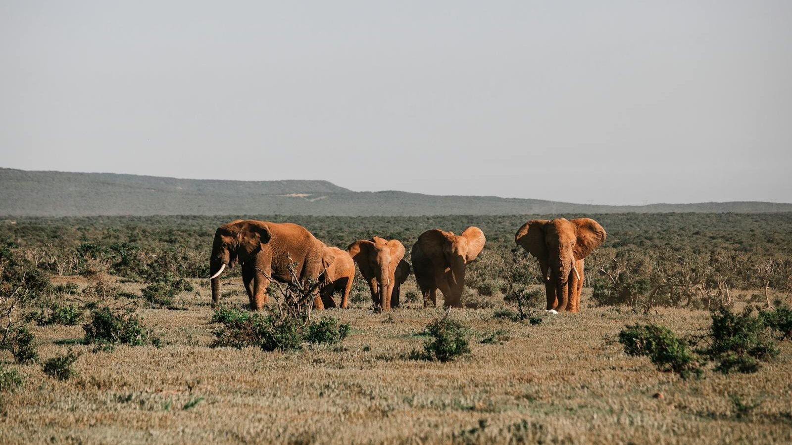 A group of elephants walking through a vast open landscape with sparse vegetation under a clear sky. The scene highlights the majestic wildlife and expansive terrain of a natural park.