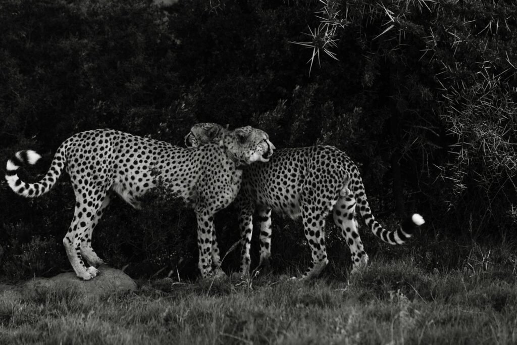 big cat introduction: Black and white of adult spotted Acinonyx jubatus in meadow next to forest in daytime