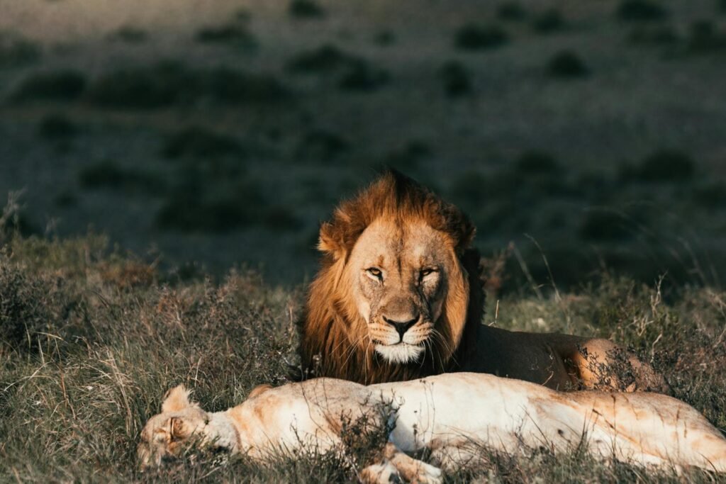 big cat reintroduction: A majestic lion watches over a sleeping lioness on the savannah, capturing the beauty of the wild.