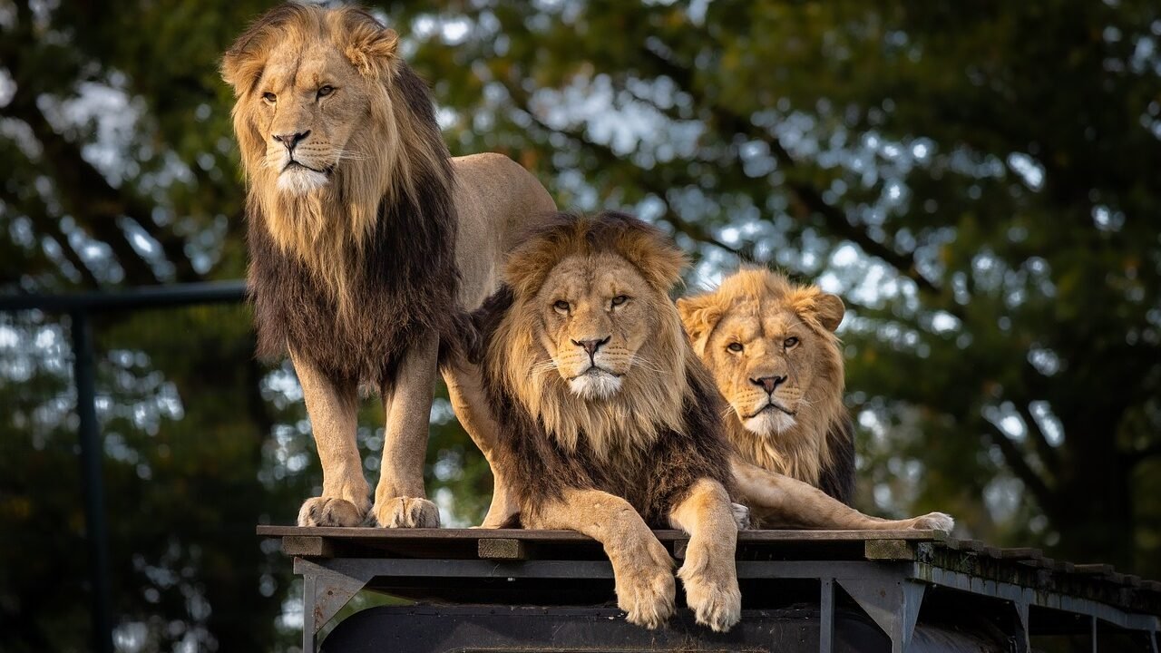 Two lions perched on top of a vehicle, gazing into the distance with a backdrop of trees.