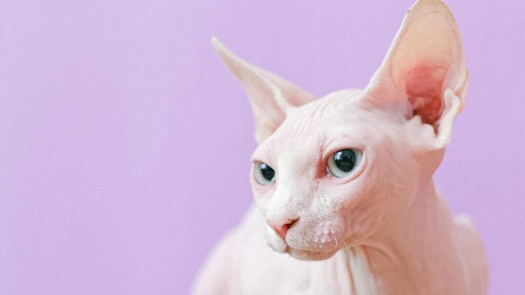 A Peterbald cat with a hairless pinkish coat, large ears, and striking blue eyes, set against a pastel purple background