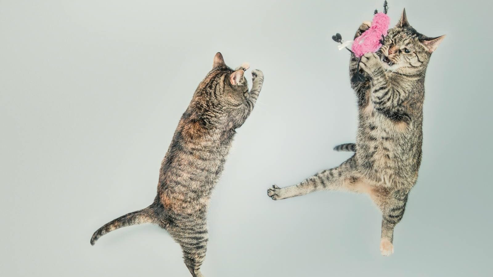Two playful tabby cats mid-air, jumping and reaching for a pink toy mouse against a light background.