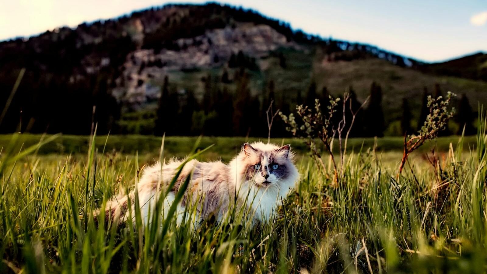 A fluffy white and brown cat with blue eyes sitting in a lush green meadow, with a scenic mountain and trees in the background during sunset.