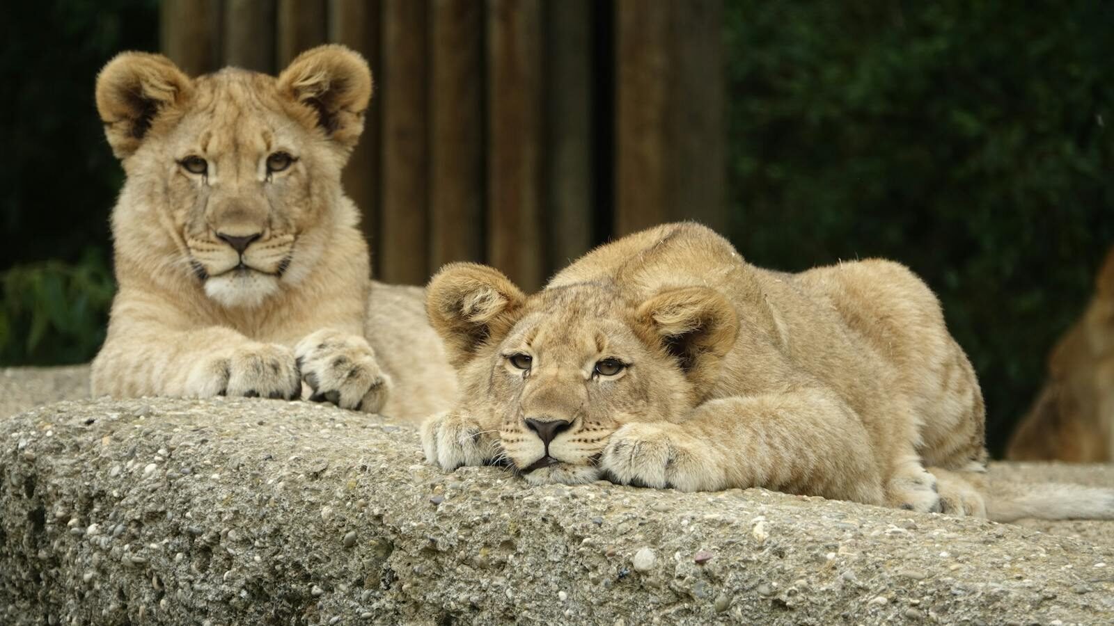 Two lion cubs resting on a large rock, with one cub lying down and the other sitting upright. Both cubs appear relaxed in a natural setting with greenery in the background.