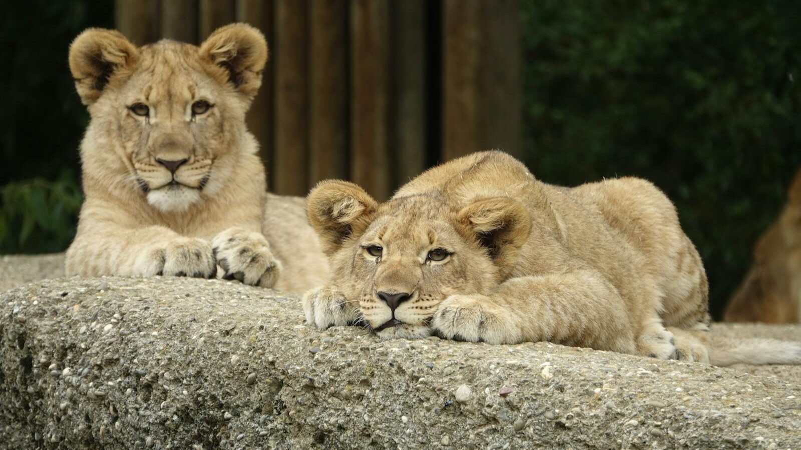 Two lion cubs resting on a large rock, with one cub lying down and the other sitting upright, both appearing relaxed in a natural habitat with greenery in the background.