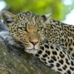 A leopard resting on a tree branch with its green eyes focused forward, surrounded by a lush, sunlit forest.