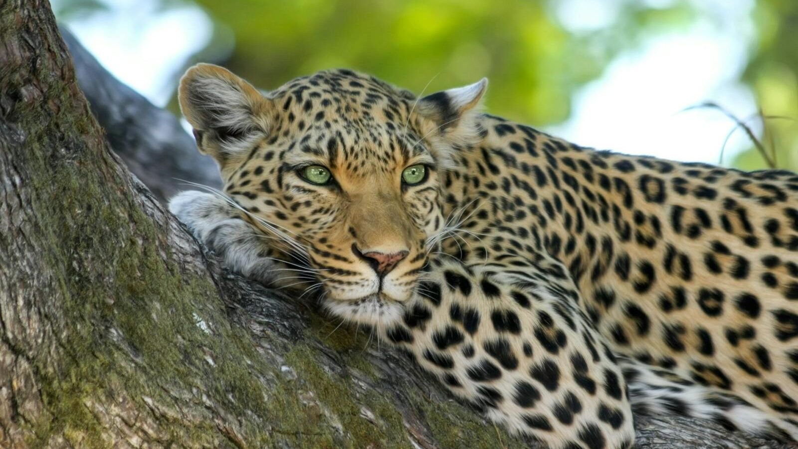 A leopard resting on a tree branch with its green eyes focused forward, surrounded by a lush, sunlit forest.