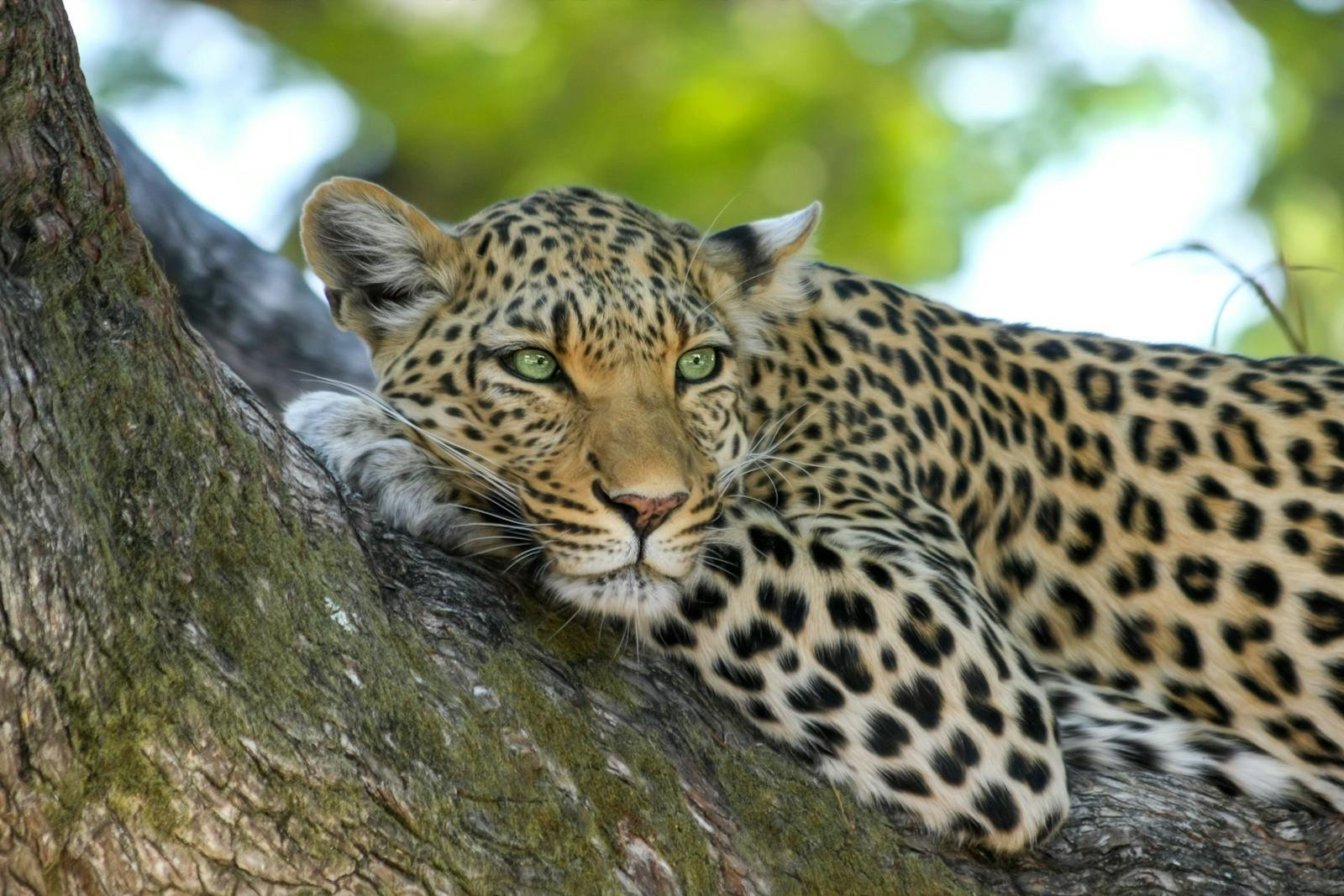 Cats eyes: Closeup of a leopard resting on a tree branch in the wild.