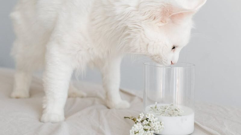A fluffy white cat curiously sniffing a glass of milk placed on a soft, light-colored surface with delicate white flowers beside it.