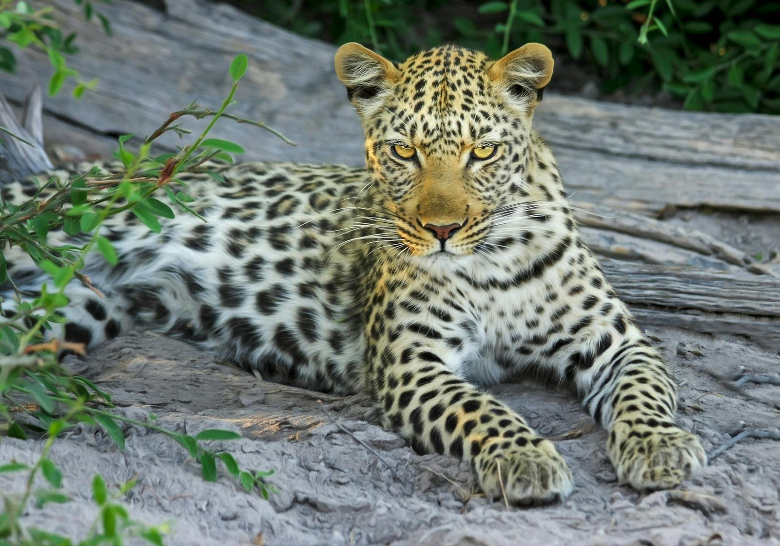 A majestic leopard resting on a rocky surface surrounded by greenery, representing the beauty and vulnerability of endangered big cats in the wild.