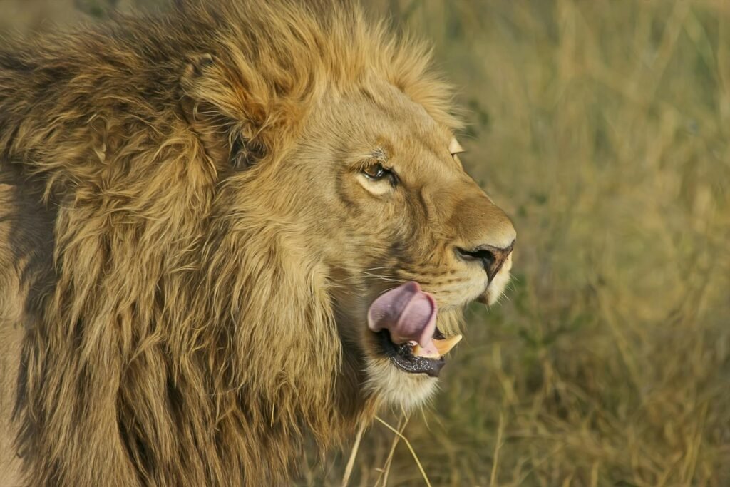 Cat tourism: Close-up portrait of a lion in the wild, showcasing its powerful presence and majestic mane.