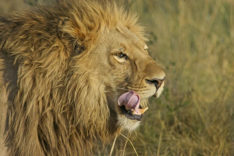 Cat tourism: Close-up portrait of a lion in the wild, showcasing its powerful presence and majestic mane.