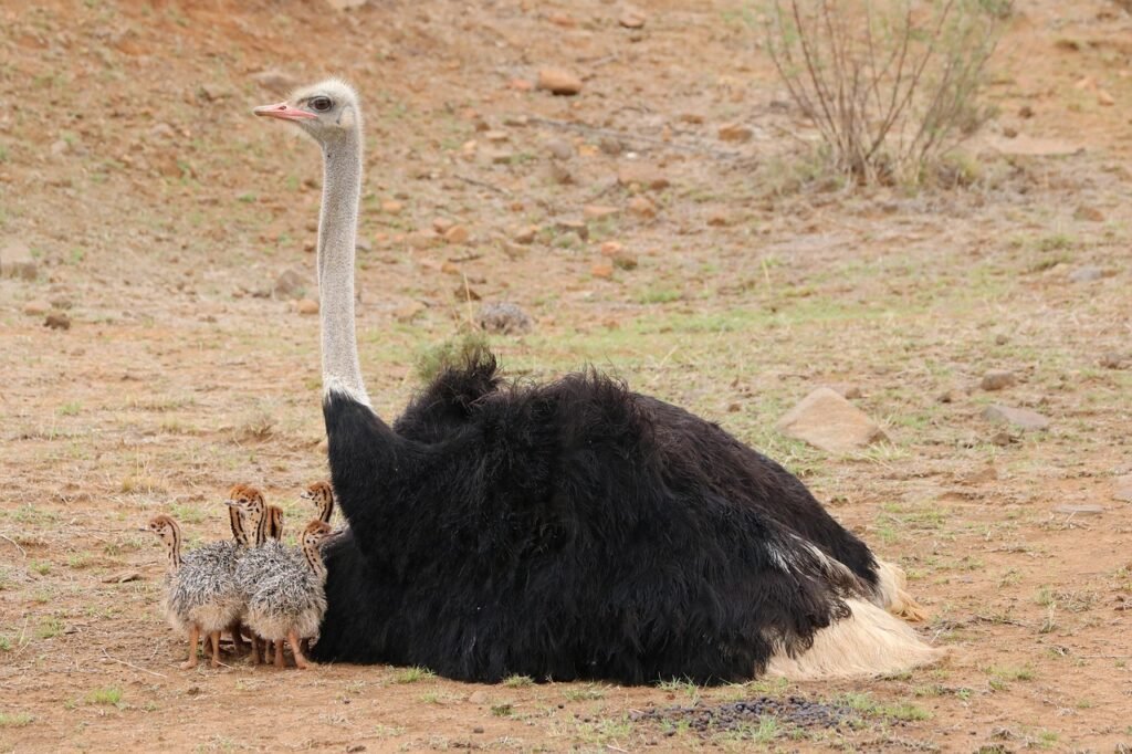 baby ostriches, bouquet of babies, animal babies, birds, ratite, bird, south africa, ostrich, africa, wildlife, nature, ostrich chicks, portrait, baby strauss, strauss, chick, bird portrait, animal portrait, wild, ostrich males, male, father, nest, black, ostrich, ostrich, ostrich, ostrich, ostrich, ostrich chicks, ostrich chicks