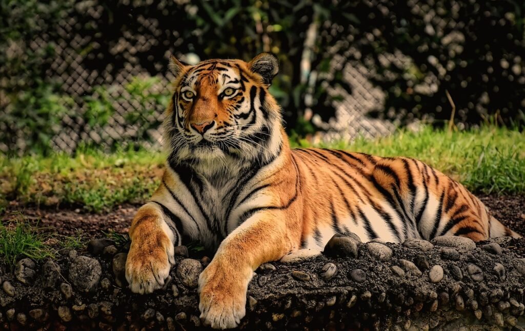 tiger, predator, fur, beautiful, dangerous, big cat, wildlife, tierpark hellabrunn, tiger, tiger, tiger, tiger, tiger