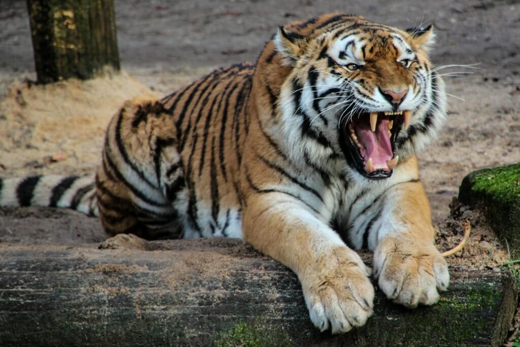 big cat protection: A powerful tiger shows its dominance with a fierce roar in the wild.