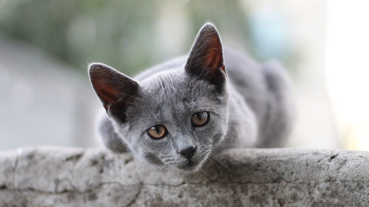 A British Shorthair kitten with soft gray fur and bright amber eyes, resting its head on a stone ledge, looking calm and curious.