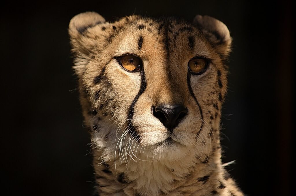 cheetah, animal, wild, pet, predator, cat, big cat, dangerous, fast, close up, portrait, africa, race, wildcat, safari, nature, speed, hunter, carnivores, cheetah, cheetah, cheetah, cheetah, cheetah