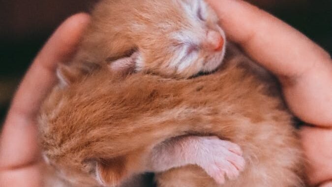 Two tiny orange kittens cuddled together, resting peacefully in a pair of cupped hands. The nurturing setting highlights a safe and comforting space for the kittens.