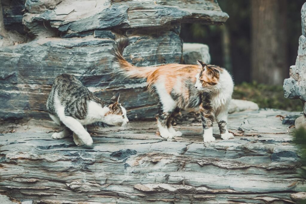 Two cats playfully interacting on a rocky surface in Beijing, China.