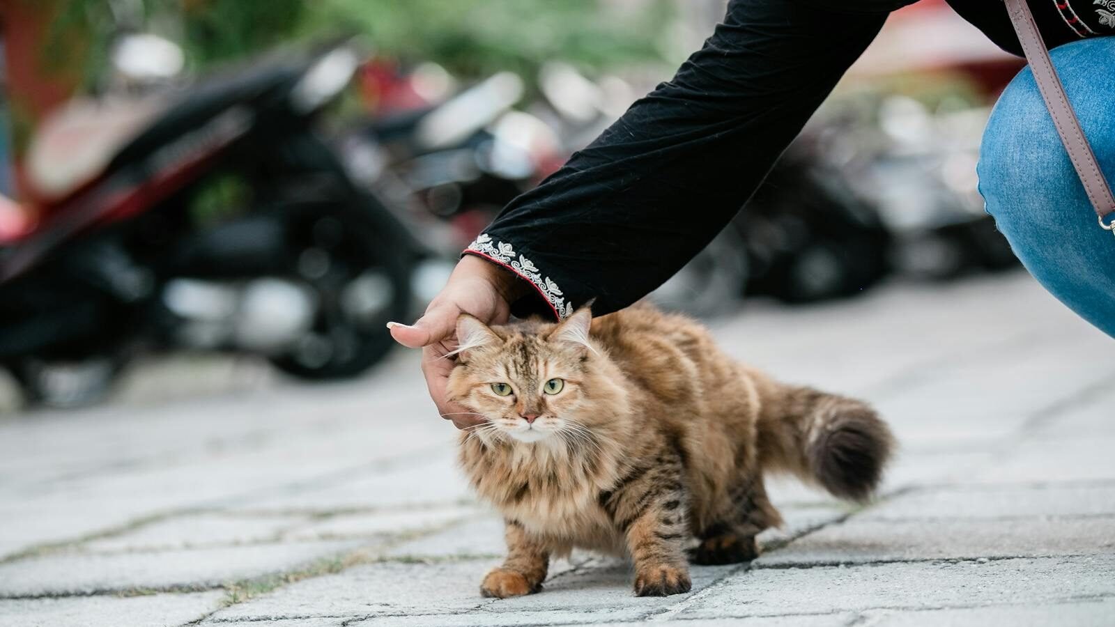 A fluffy brown tabby cat being petted by a person outdoors, showing a relaxed and content expression as it enjoys the affection.