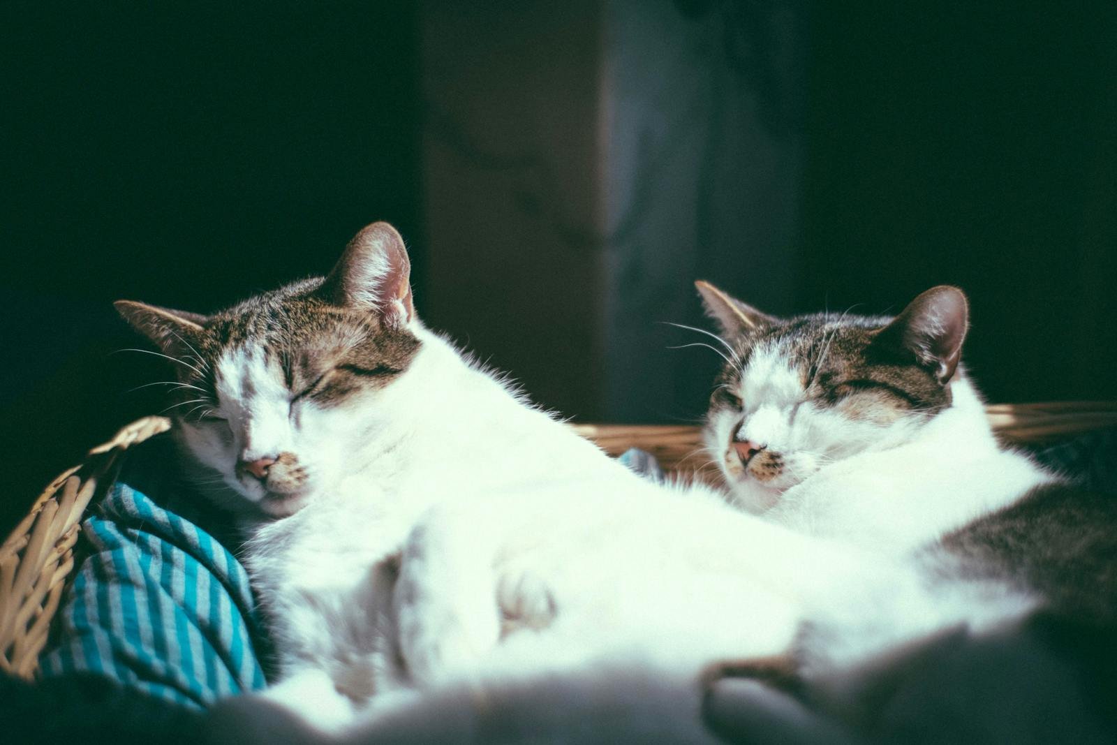 Photo by Francesco Ungaro Cats dream: Adorable fluffy cast lying and sleeping in comfortable basket in sunlight at home