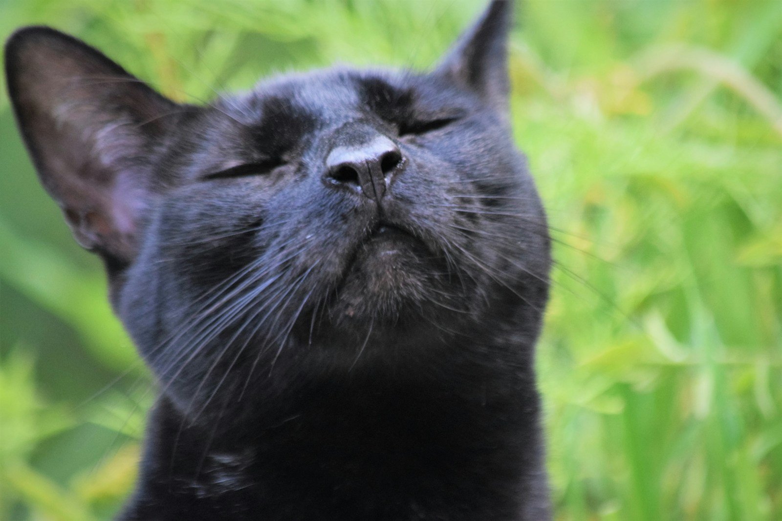 Photo by J A Uppendahl Cat scent: a close up of a black cat with its eyes closed