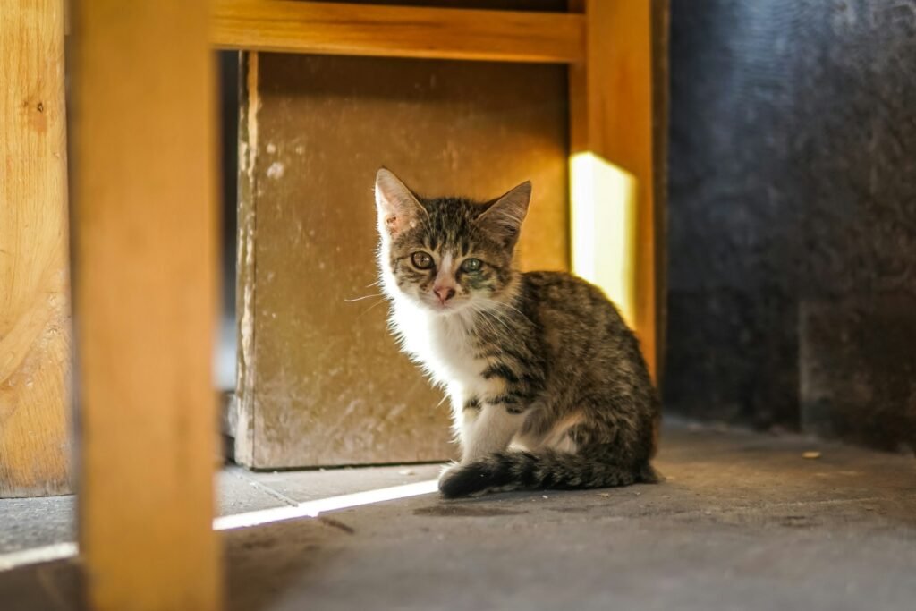 cat diet: brown tabby kitten on grey pavemet