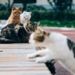 A group of cats of different breeds and colors resting on a wooden pathway, showcasing their unique characteristics