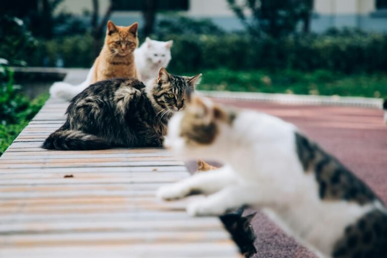 A group of cats of different breeds and colors resting on a wooden pathway, showcasing their unique characteristics