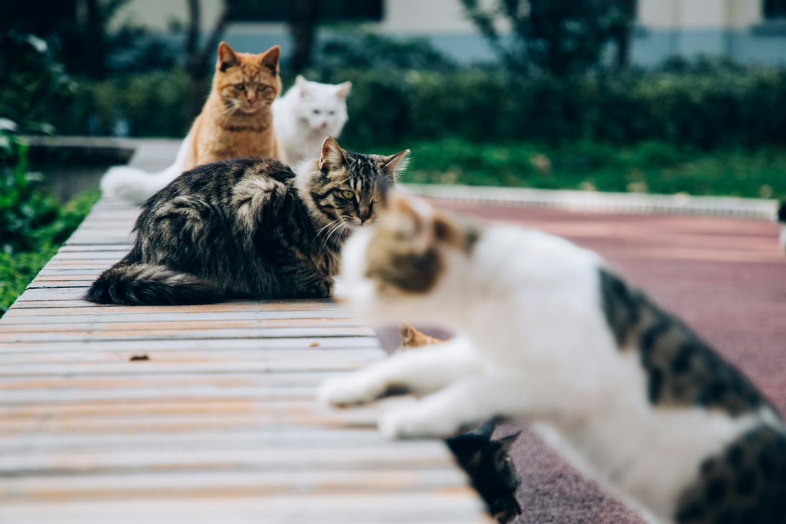 A group of cats of different breeds and colors resting on a wooden pathway, showcasing their unique characteristics